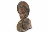 Tall Jurassic Ammonite (Hammatoceras) Display - France #381119-3